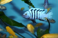 Cynotilapia afra hai reef yellow top - Aquaristik-Deals