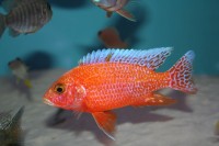 Aulonocara sp. fire fish - Aquaristik-Deals