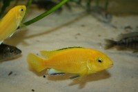 Labidochromis caeruleus "Yellow" - Aquaristik-Deals