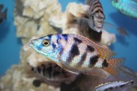 Placidochromis milomo “red Mbenji” - Aquaristik-Deals