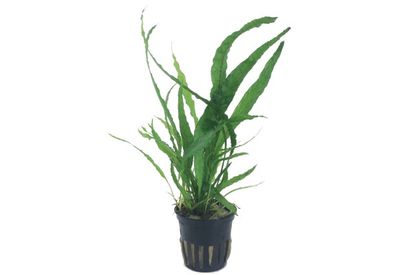 Microsorum pteropus - Tropica Aqarium Plants - Aquaristik-Deals
