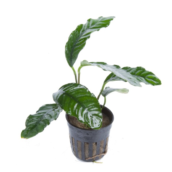 Anubias barteri "coffeefolia" - Tropica Aqarium Plants - Aquaristik-Deals