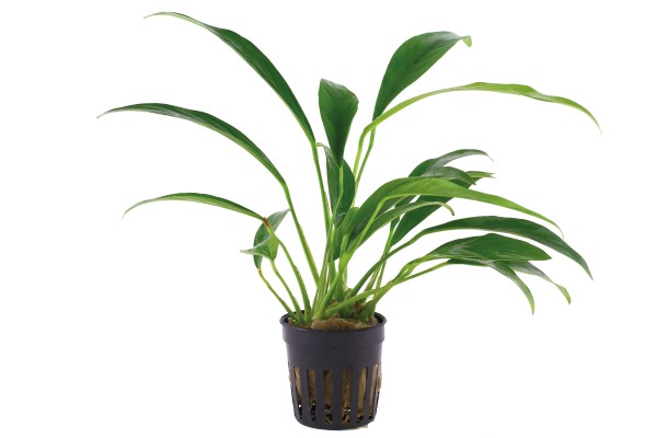 Anubias barteri var. angustifolia - Tropica Aqarium Plants - Aquaristik-Deals