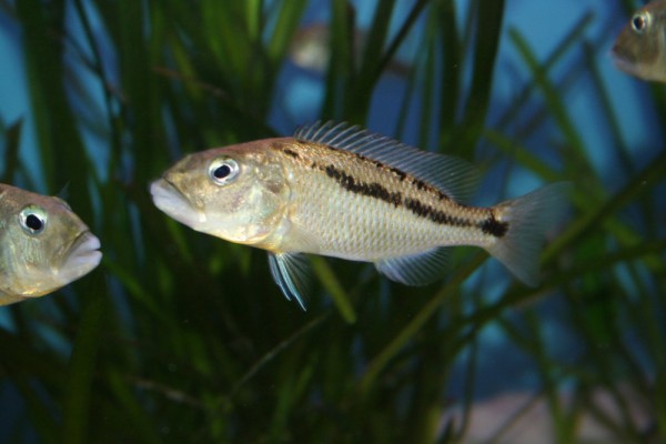 Aristochromis christyi - Aquaristik-Deals