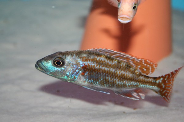 Nimbochromis fuscotaeniatus - Aquaristik-Deals