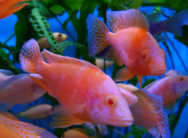 Aulonocara sp. fire fish Albino