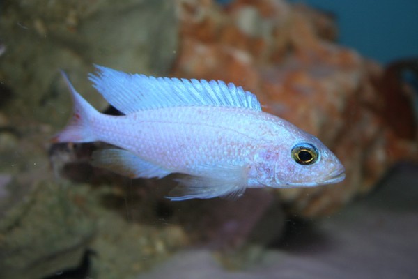 Scianochromis fryeri snowblood - Aquaristik-Deals