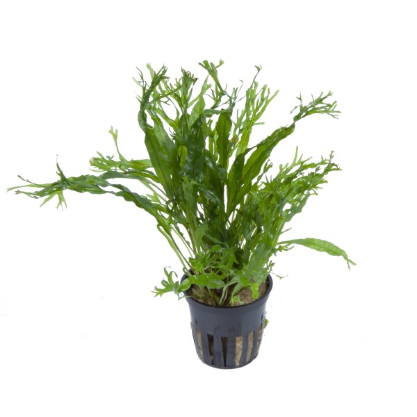 Microsorum pteropus 'Windelov' - Tropica Aqarium Plants - Aquaristik-Deals