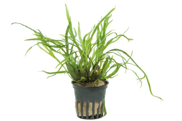 Microsorum pteropus ''Trident' - Tropica Aqarium Plants - Aquaristik-Deals