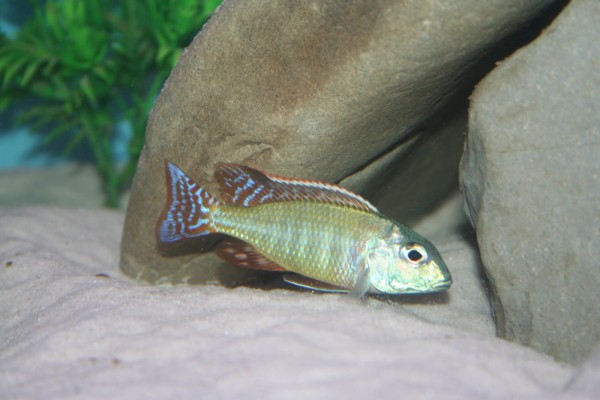 Lethrinops albus kande - Aquaristik-Deals