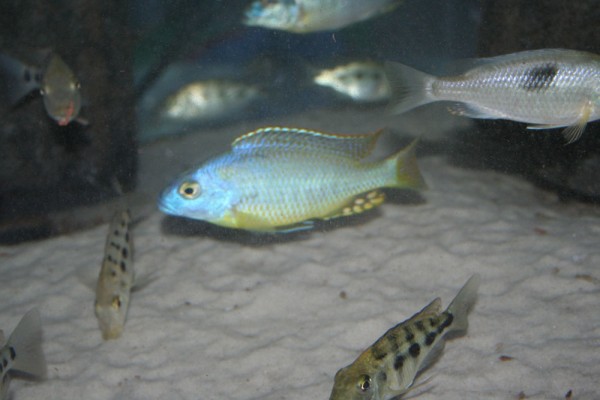Naevochromis chrysogaster - Aquaristik-Deals