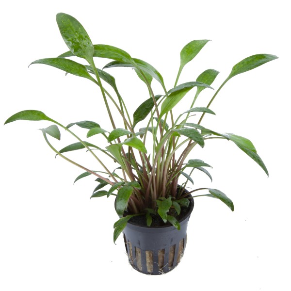 Cryptocoryne x willisii - Tropica Aqarium Plants - Aquaristik-Deals