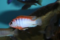 Labidochromis sp. Hongi "Red Top" - Aquaristik-Deals