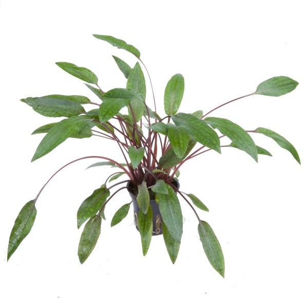 Cryptocoryne beckettii 'Petchii' - Tropica Aqarium Plants - Aquaristik-Deals
