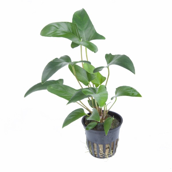 Anubias gracilis - Tropica Aqarium Plants - Aquaristik-Deals