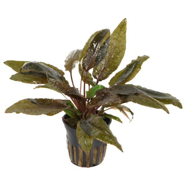 Cryptocoryne wendtii 'Tropica' - Tropica Aqarium Plants - Aquaristik-Deals