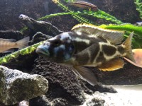 Nimbochromis livingstonii - Aquaristik-Deals