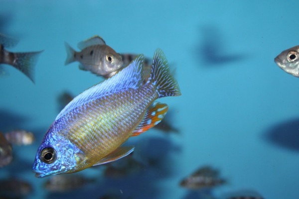 Protomelas sp. "steveni taiwan reef" - Aquaristik-Deals