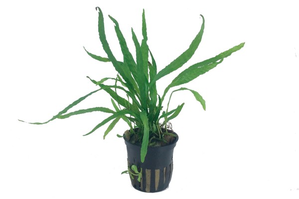 Microsorum pteropus 'Narrow' - Tropica Aqarium Plants - Aquaristik-Deals