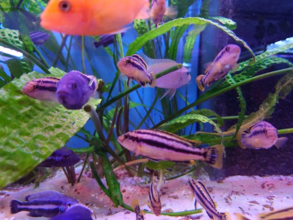 Melanochromis chipokae - Aquaristik- Deals