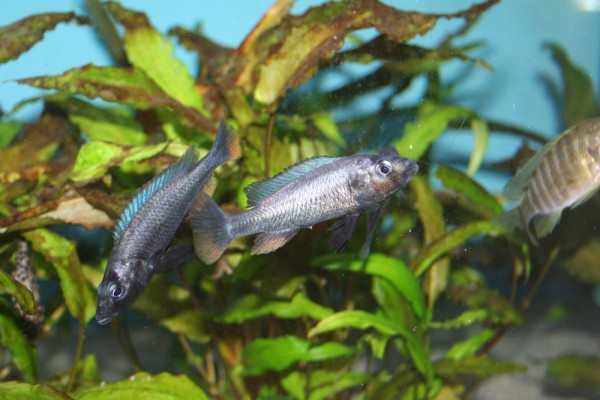 Haplochromis thereuterion - Aquaristik-Deals