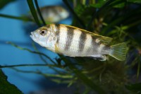 Labidochromis sp. "perlmutt" - Aquaristik-Deals
