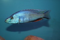 Dimidochromis compressiceps - Aquaristik.Deals