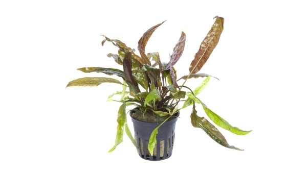 Cryptocoryne usteriana - Tropica Aqarium Plants - Aquaristik-Deals