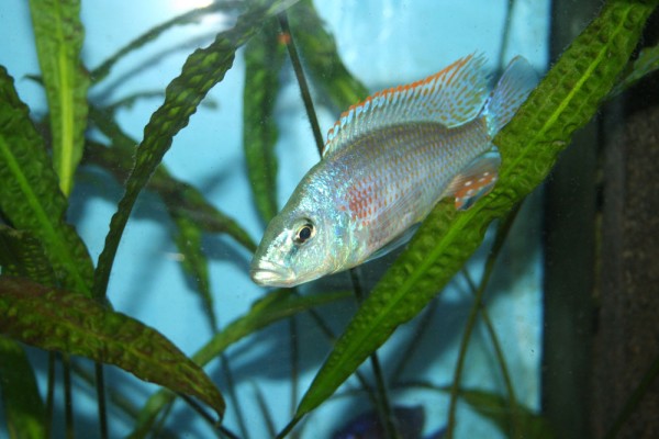 Dimidochromis strigatus