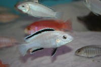 Labidochromis sp. "caeruleus white" nkhata bay - Aquaristik-Deals