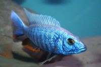 Scianochromis fryeri maleri island - Aquaristik-Deals