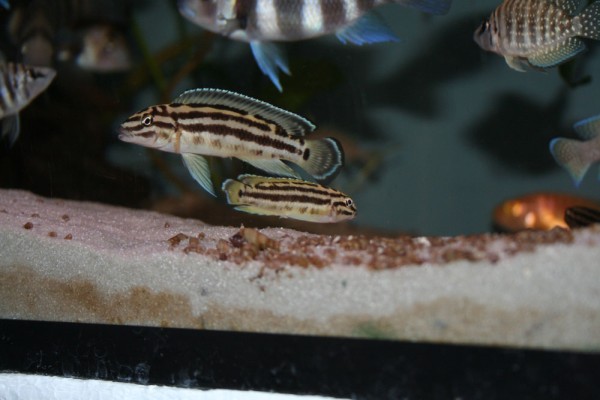 Julidochromis marlieri - Schachbrett-Schlankcichliden - Aquaristik-Deals