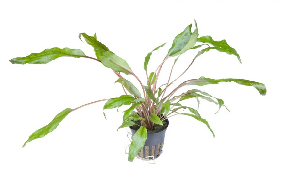 Cryptocoryne wendtii "green" - Tropica Aqarium Plants - Aquaristik-Deals